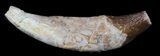 Archaeocete (Primitive Whale) Tooth - Basilosaur #36135-1